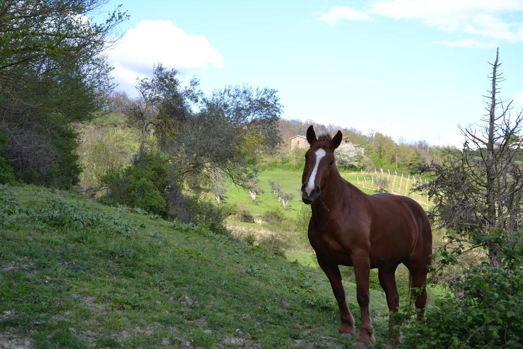 Agriturismo Marano Mengara Kültér fotó